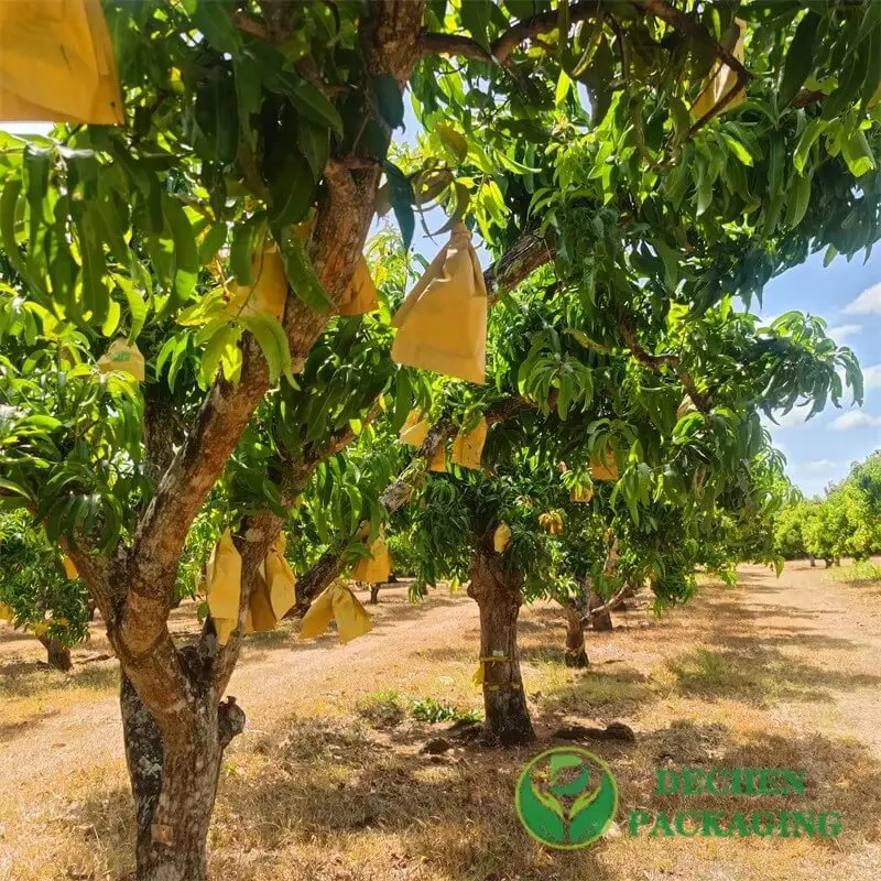 Guía de plazos de entrega y MOQ de bolsas de protección de frutas para Sri Lanka